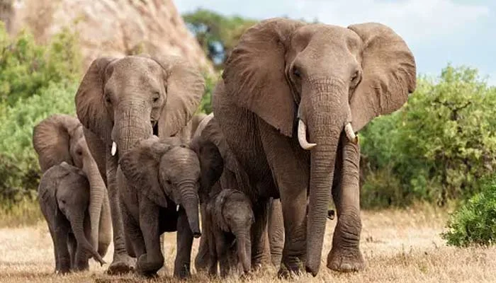 elephants names