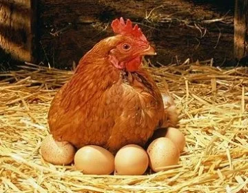 chiken aur egg ki qeemat mein azafa